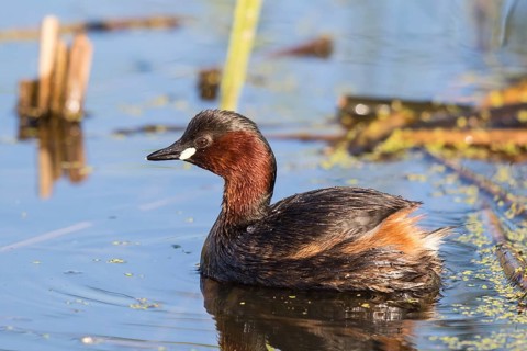 Little Grebe (Tachybaptus ruficollis), Lesvos, Greece