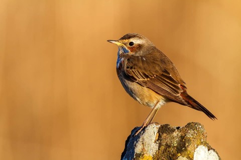 Bluethroat (Luscinia svecica cyanecula) male, Castile-La Mancha, Spain
