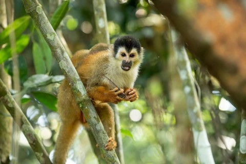 Squirrel monkey with baby on back holding and eating cicada on branch while looking at camera in