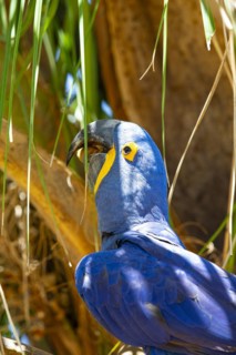 Hyacinth Macaw (Anodorhynchus hyacinthinus) Pantanal Brazil