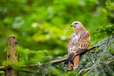 Red kite (Milvus milvus) sitting on a branch, Bavaria, Germany