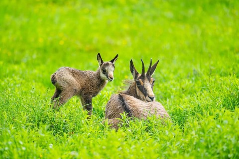 Chamois (Rupicapra rupicapra) Mother (doe) with her youngster (fawn) on a meadow, Austria