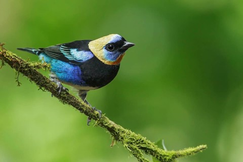 Golden-hooded Tanager (Tanagara larvata) perched on a branch in Costa Rica