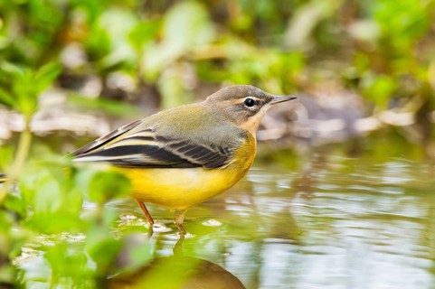 Grey Wagtail (Motacilla cinerea) hunting at a little lake in a swamp, wildlife, Germany