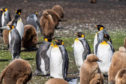 King penguins (Aptenodytes patagonicus), adults and chicks in brown down plumage in the breeding
