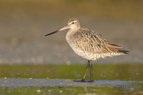 Bar-tailed Godwit (Limosa lapponica) foraging, Queensland, Australia