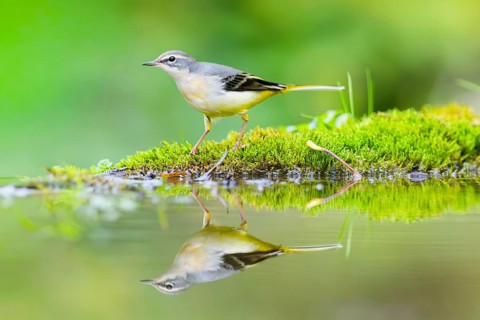 Grey Wagtail (Motacilla cinerea) hunting at a little lake in a swamp, wildlife, Germany