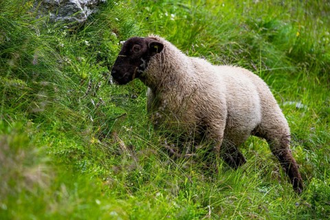Sheep (Ovis gmelini aries) on a steep mountain meadow, Bernese Alps, Bernese Oberland, Switzerland