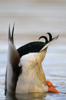 Stockente (Anas platyrhynchos), Mallard, gruendelnder Erpel, Nahrungssuche, morgens, Maerz,