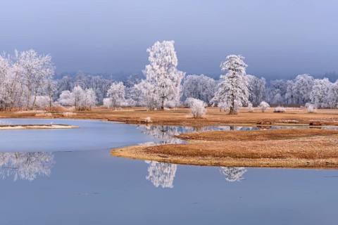 Frozen pond and trees in hoarfrost, nature reserve, Schoren, Mühlau, Freiamt, Aargau Canton,