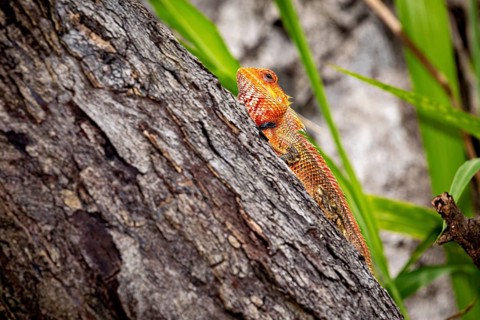 An orange-coloured lizard climbs on a tree trunk and camouflages itself in the natural environment,