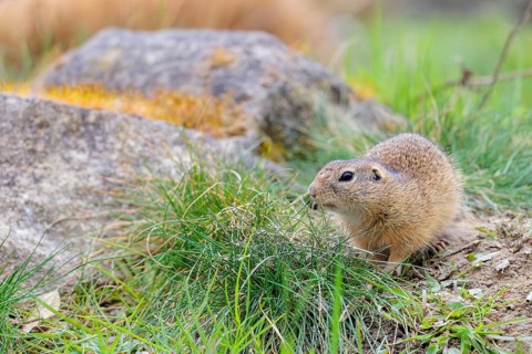 A fully grown ground squirrel (Spermophilus citellus) sits in a green meadow on a cloudy day,