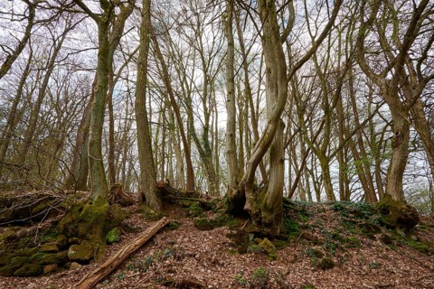 Tall trees in a bare forest stretch up to the sky and form a dense group of trees, Ohrsberg,