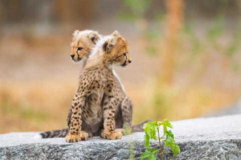 Cheetah (Acinonyx jubatus) youngsters playing with each other, captive, occurrence Africa