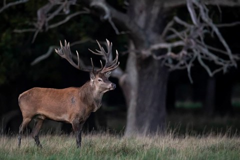 Red deer (Cervus elaphus) with heavy antlers in rut, Klamptenborg, Copenhagen, Denmark