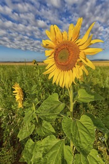 Common sunflower, (Helianthus annuus), flower, plant, blue sky, blossom, flowering, aster family,