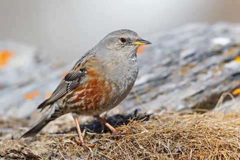 Alpine Accentor (Prunella collaris), Valais, Switzerland