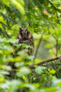One long-eared owl (Asio otus), sitting on a branch of a tree, between green leaves