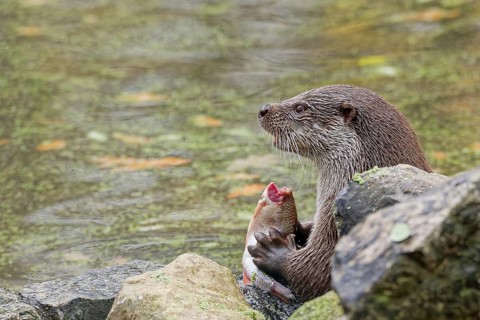 European otter (Lutra lutra) sitting on riverbank and holding a fish while feeding, close-up