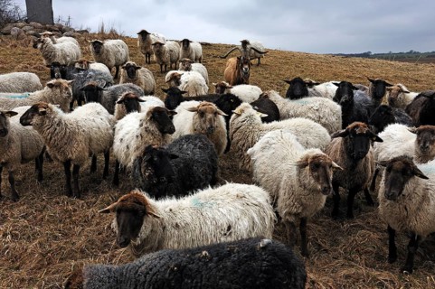 Flock of sheep with goats on pasture, Kalkberg, Nesow, Mecklenburg-Western Pomerania, Germany