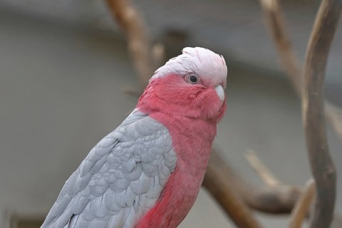 Pink cockatoo (Eolophus roseicapilla), animal portrait, captive, Hesse, Germany