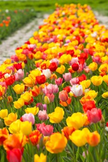 Colourful blooming tulips (tulpia) in a field for self-cutting flowers in Katzenberg, Nossen,