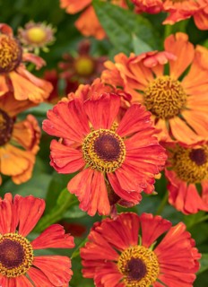 Sunflower (Helenium 'Dunkle Pracht'), RHS Garden Bridgewater, Great Britain