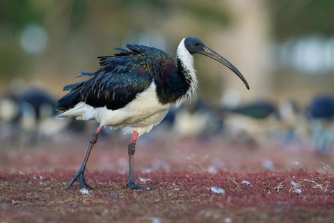 Straw-necked Ibis (Threskiornis spinicollis), Victoria, Australia