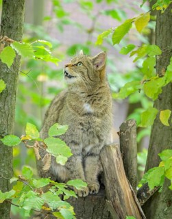 European wildcat or forest cat (Felis silvestris) in the wildcat enclosure at the Thayatal National