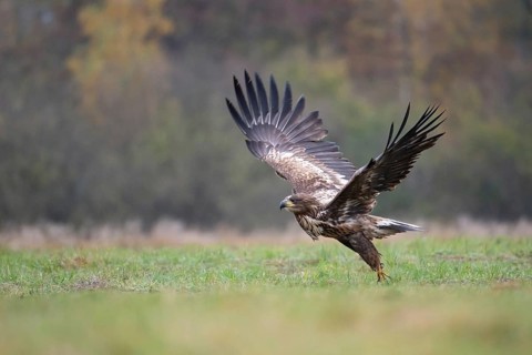 White-tailed eagle (Haliaeetus albicilla), juvenile, young white-tailed eagle taking off from a