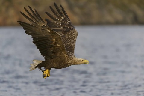 White-tailed Eagle (Haliaeetus albicilla) flying, Nord-Trondelag, Norway