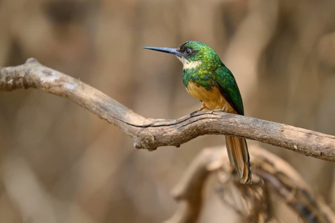 A small, colourful bird sits on a dry branch against a blurred background, Rufous-tailed jacamar