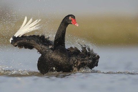 Black Swan (Cygnus atratus), North Rhine-Westphalia, Germany