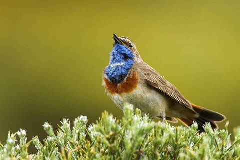 Bluethroat (Luscinia svecica cyanecula) male singing, Avila, Spain