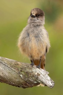 Siberian Jay (Perisoreus infaustus) perched on a branch, Dalarna, Sweden