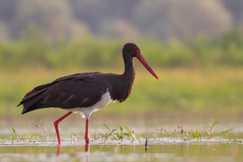 Black Stork (Ciconia nigra) foraging, Tiszaalpár, Hungary