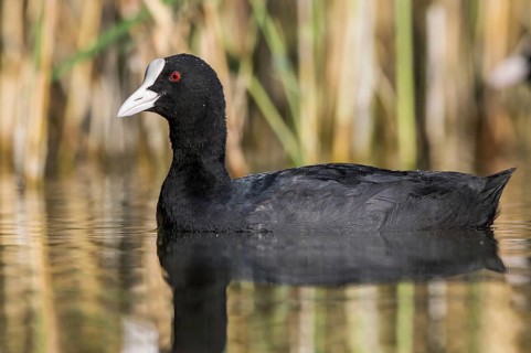 Eurasian Coot (Fulica atra), Mecklenburg-Western Pomerania, Germany