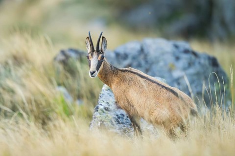 Chamois (Rupicapra rupicapra) on a rock in the Vosges Mountains, wildlife, France