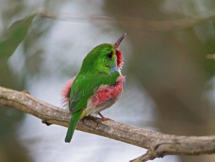 Cuban Tody (Todus multicolor) perched on a branch, Cuba