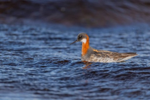Odin's chicken (Phalaropus lobatus), in splendour, hunting insect larvae, Vadsö, Varangerfjord,