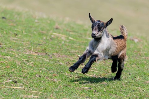 A young pygmy goat (Capra hircus) runs across a green meadow on a sunny day. Austria