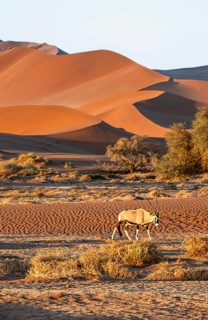 Oryx gazella, oryx antelope walking in front of the red sand dunes of the Namib Desert, Sossusvlei