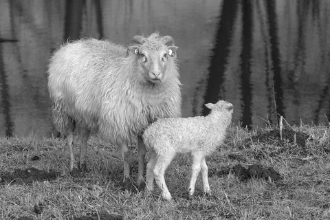 Sheep (Ovis gmelini aries), horned moor cuckoo with its lamb by the water, black and white,