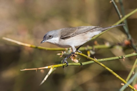 Lesser Whitethroat (Sylvia curruca) perched on a twig, Eilat, Israel