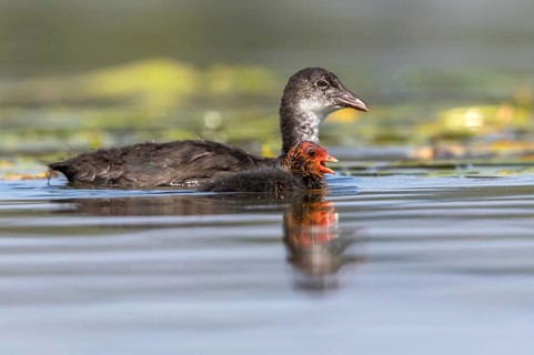 Eurasian Coot (Fulica atra) young bird from first brood leading young bird from second brood,