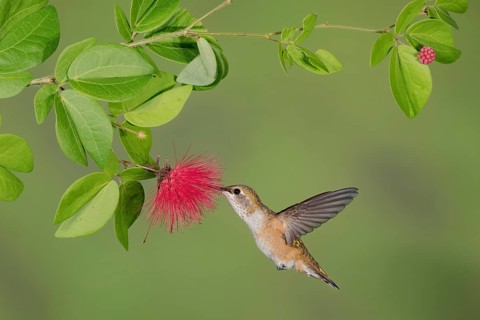 Rufous Hummingbird (Selasphorus rufus) flying while feeding at flower nectar, Texas, USA