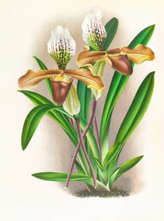 Orchid, Cypripedium nitens, authentic reproduction of an illustration by Jean Jules Linden (1817 -