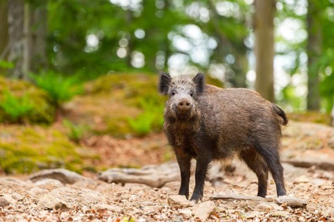 Wild boar (Sus scrofa) standing in a forest, Bavaria, Germany
