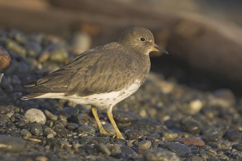 Surfbird (Calidris virgata), British Columbia, Canada