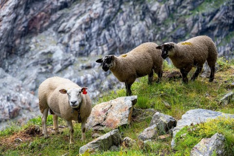 Three sheep (Ovis gmelini aries) on a steep mountain meadow, Bernese Alps, Bernese Oberland,